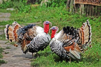 raising-backyard-turkeys